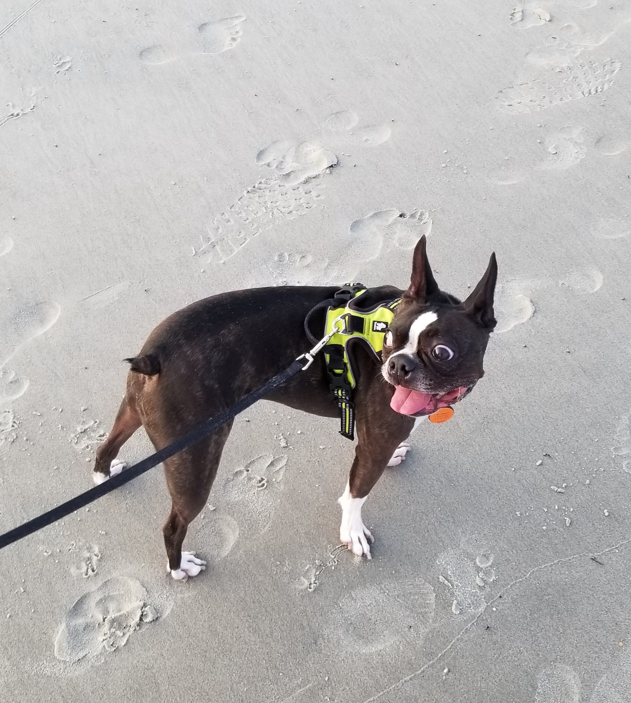 Milo at the Beach